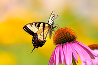 Flowers, Bees & Butterflies