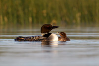 Waterfowl & Shorebirds