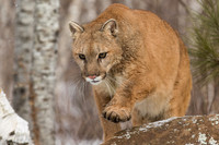 Fox, Cougar, Mink, Porcupine