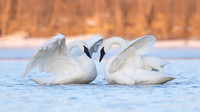 Swans & Geese