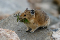 Marmot, Pika, Prairie Dogs