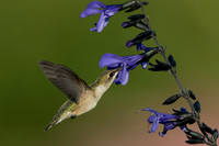 Hummingbirds