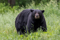 Bears