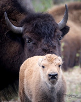 Bison