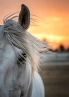 Horses