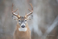 Deer & Elk