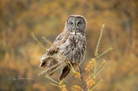 Owls
