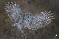 Favorites - Owls
