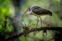 Shorebirds
