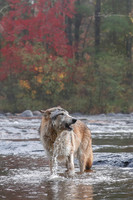 Wolves