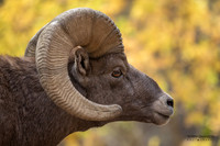 Mountain Goats, Bighorn & Pronghorn Sheep