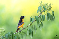 Song Birds