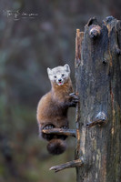 Pine Marten
