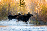 Moose